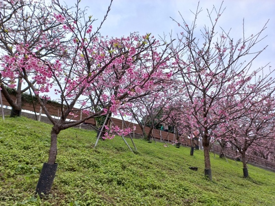 【台北內湖】內溝溪沿岸遇見粉紅櫻花林－112年1月台北過年旅