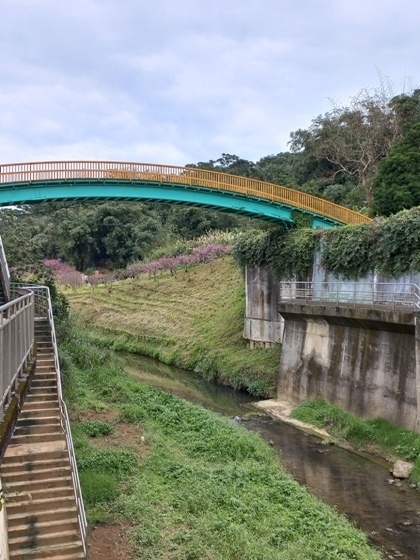 【台北內湖】內溝溪沿岸遇見粉紅櫻花林－112年1月台北過年旅