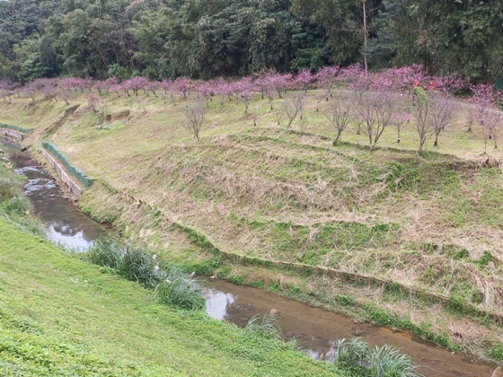 【台北內湖】內溝溪沿岸遇見粉紅櫻花林－112年1月台北過年旅