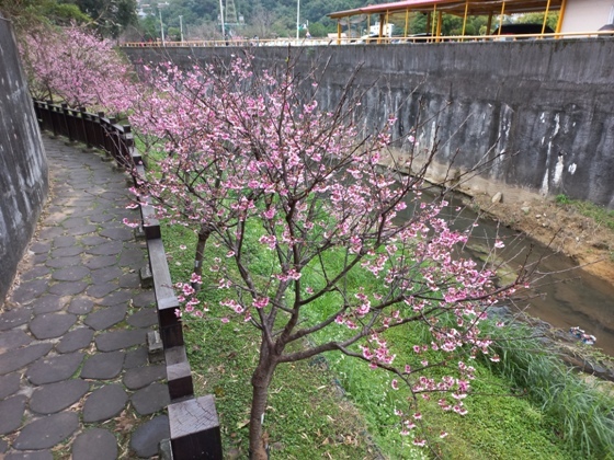 【台北內湖】內溝溪沿岸遇見粉紅櫻花林－112年1月台北過年旅