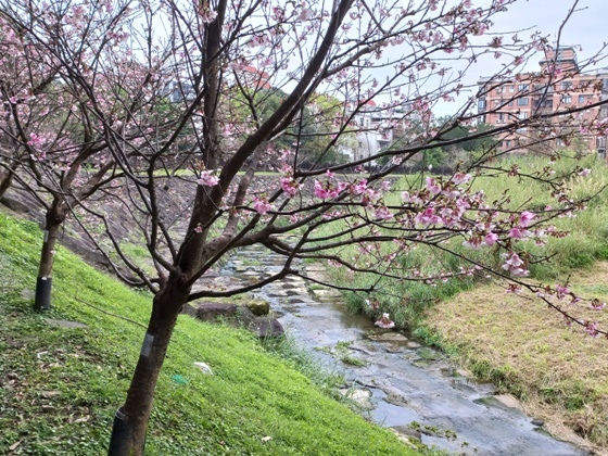 【台北內湖】內溝溪沿岸遇見粉紅櫻花林－112年1月台北過年旅