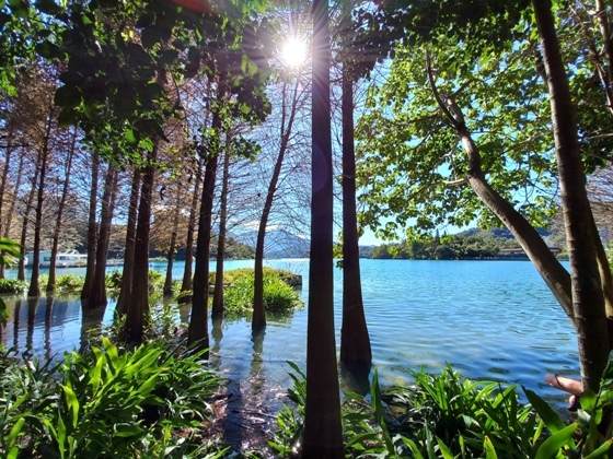 【南投魚池】浪漫動人的日月潭水中落羽松林－112年12月南投