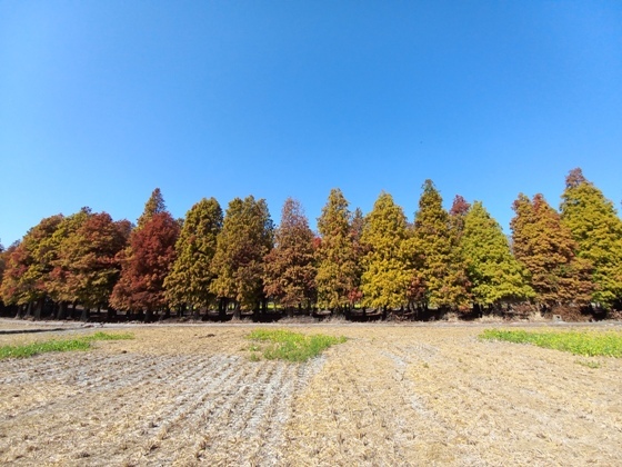 【彰化大村】黃紅交織、靜謐美麗的落羽松森林