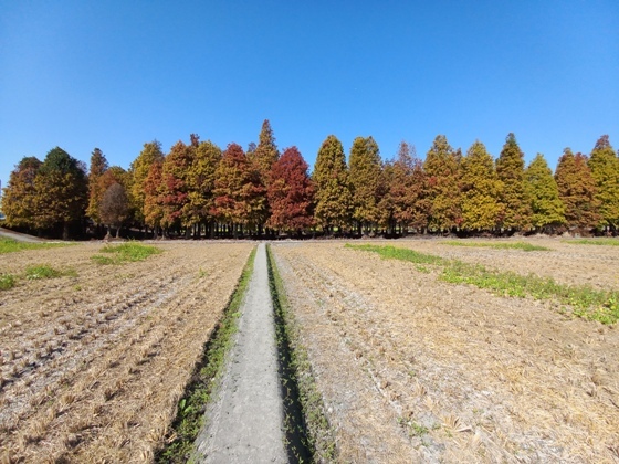 【彰化大村】黃紅交織、靜謐美麗的落羽松森林