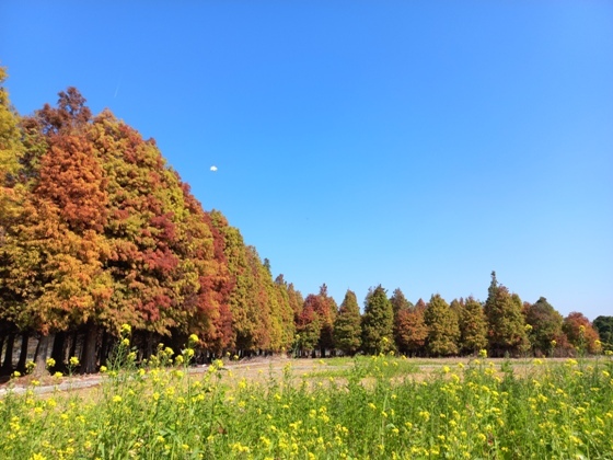 【彰化大村】黃紅交織、靜謐美麗的落羽松森林