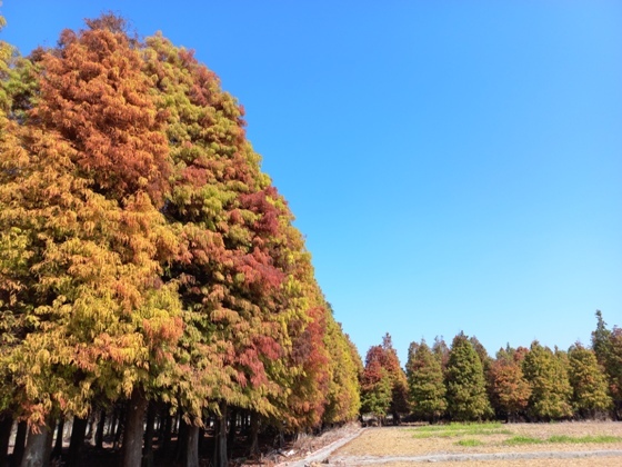 【彰化大村】黃紅交織、靜謐美麗的落羽松森林