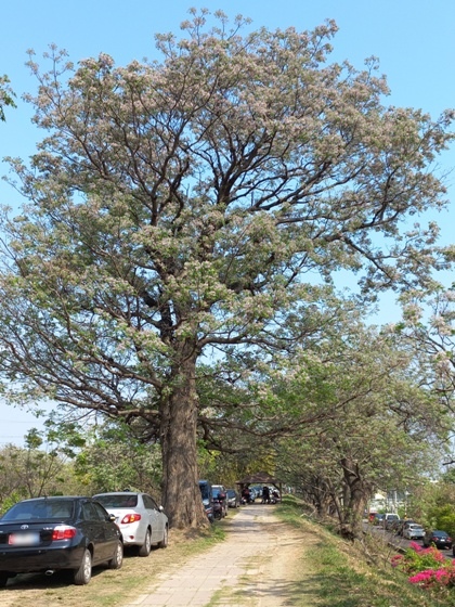 【彰化】低調淡雅、清香撲鼻的苦楝花正盛開－大肚溪棒壘球場