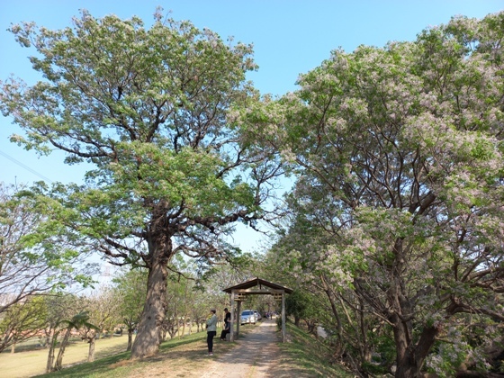 【彰化】低調淡雅、清香撲鼻的苦楝花正盛開－大肚溪棒壘球場