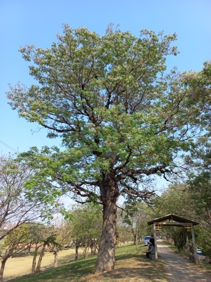 【彰化】低調淡雅、清香撲鼻的苦楝花正盛開－大肚溪棒壘球場