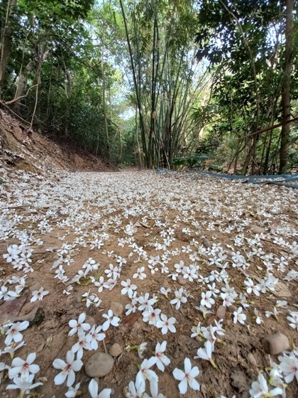 【彰化】山中小徑落滿油桐花－113年福田賞桐生態園區