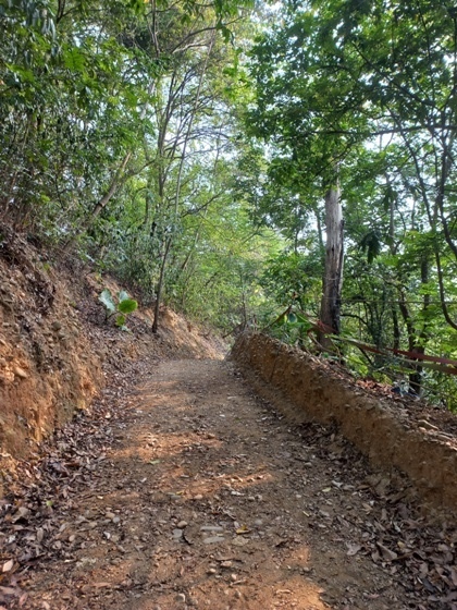 【彰化】山中小徑落滿油桐花－113年福田賞桐生態園區