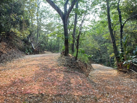 【彰化】山中小徑落滿油桐花－113年福田賞桐生態園區