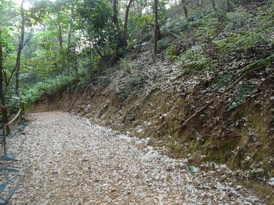 【彰化】山中小徑落滿油桐花－113年福田賞桐生態園區