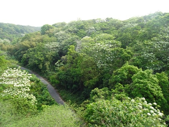 【彰化】山中小徑落滿油桐花－113年福田賞桐生態園區