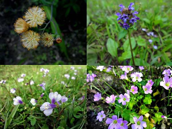 河濱公園的春天野花.1