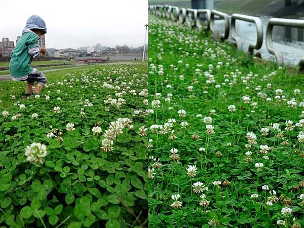 河濱公園的春天野花之吉與白花苜蓿.2