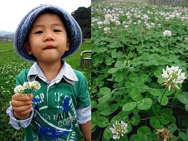 河濱公園的春天野花之吉與白花苜蓿