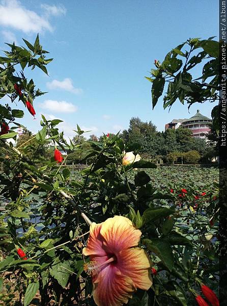 2019.10.27-4植物園.JPG