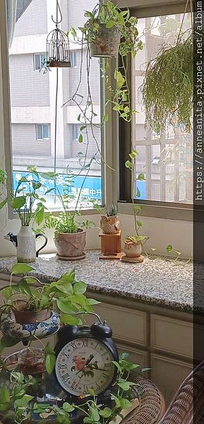 2021.07.19窗檯室內植物風景-1.jpg