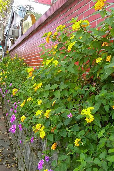 宮牆花.jpg