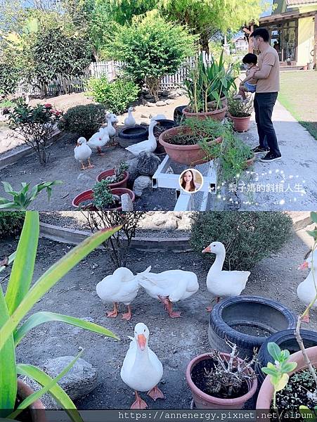 【宜蘭旅遊】花蓮禾園悅舍民宿｜花蓮佳興檸檬汁｜綠舞日式主題園