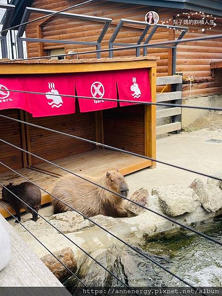 【親子旅遊】桃園青埔Xpark水生公園｜日本都會型水族館｜療