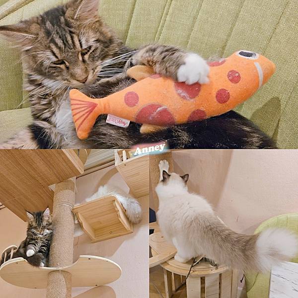囧貓苑子 貓咖啡廳 CAT CAFE 享受美食也能盡情吸貓、