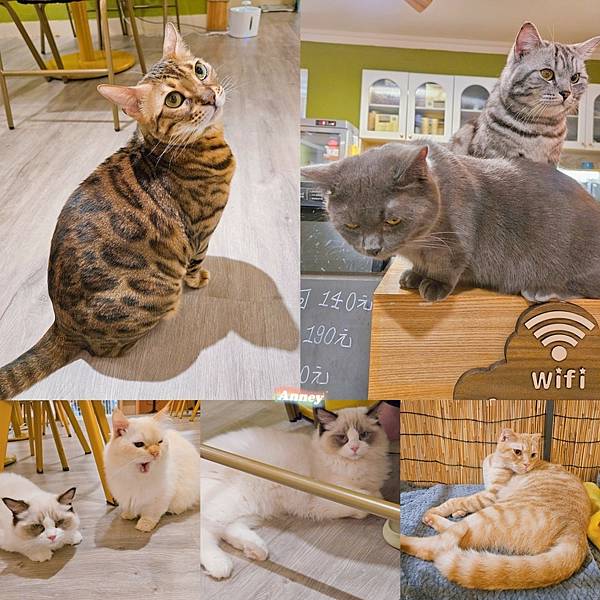 囧貓苑子 貓咖啡廳 CAT CAFE 享受美食也能盡情吸貓、