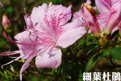 三月杜鵑花茂開1