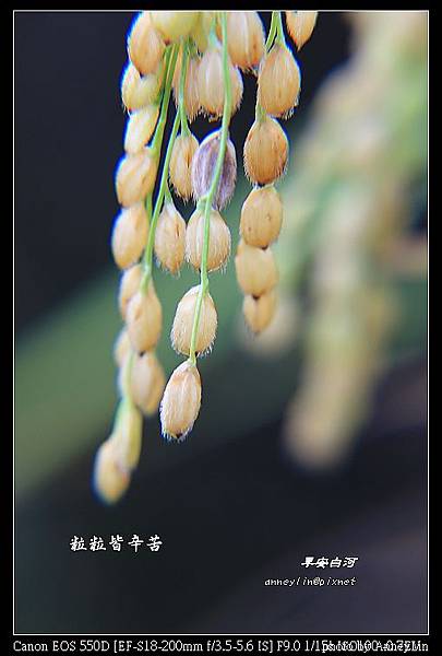 nEO_IMG_IMG_5466.jpg