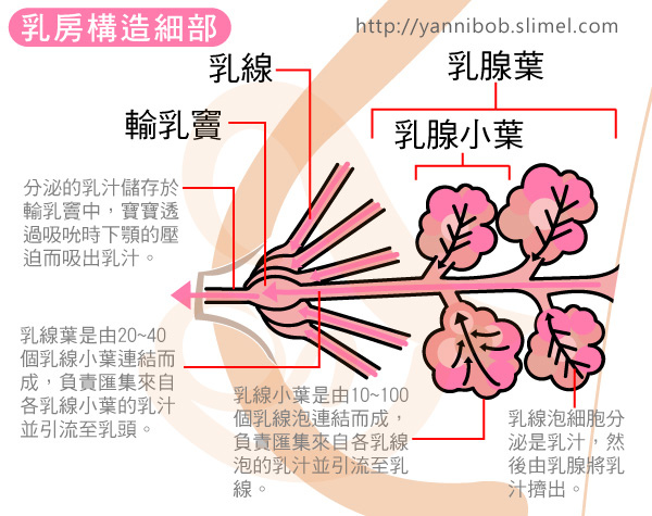 Correct-breastfeeding-position1