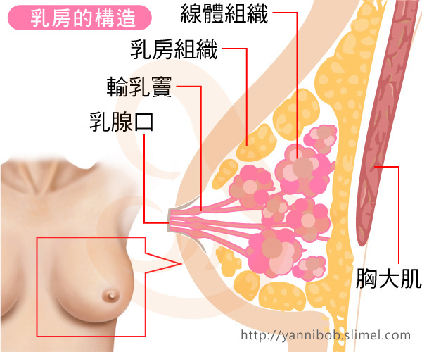 Correct-breastfeeding-position2