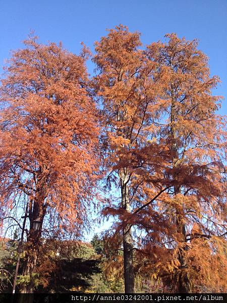 井之頭公園