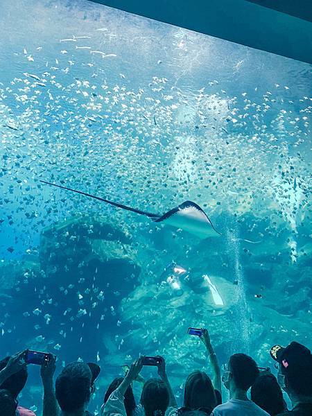 桃園水族館Xpark,桃園水族館,Xpark,水族館,桃園景點