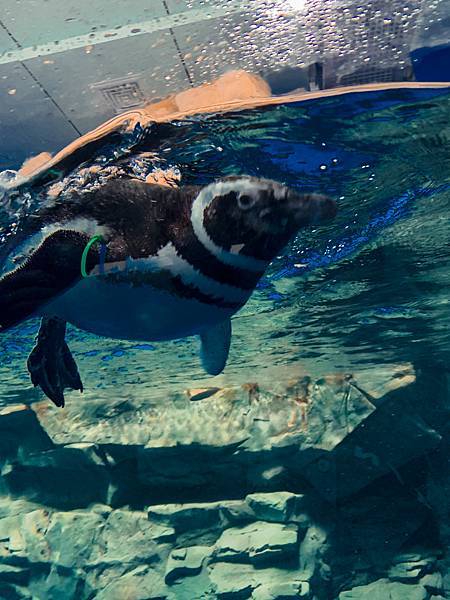 桃園水族館Xpark,桃園水族館,Xpark,水族館,桃園景點