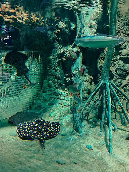 桃園水族館Xpark,桃園水族館,Xpark,水族館,桃園景點