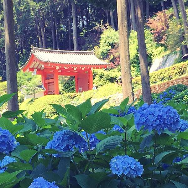日本 京都 宇治三室戶寺 紫陽花花寺x 浪漫六月 大女生的午茶時光 痞客邦