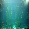 巨藻缸