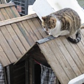 IMG_4765.JPG