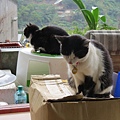 IMG_4778.JPG