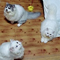 IMG_20150407_010711.jpg