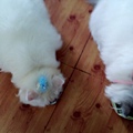 IMG_20150408_121632.jpg
