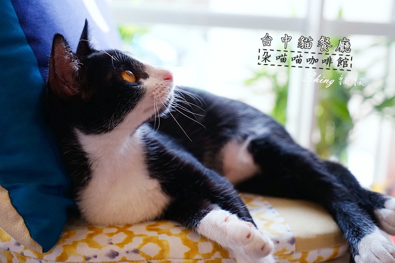 朵貓貓咖啡館 01.JPG 朵貓貓咖啡館 01.JPG