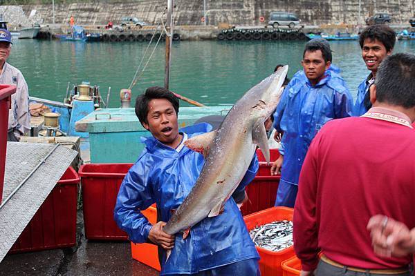 哇!!小鯨魚