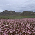 花海