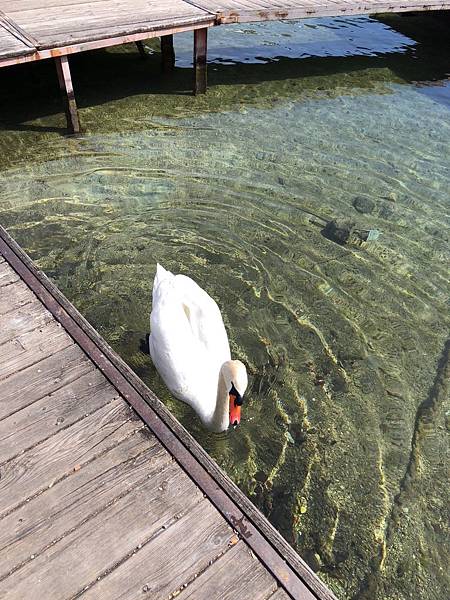 奧地利 歐洲自助行 絕美湖邊小鎮 哈修塔特 Hallstatt 聖沃爾夫岡 St.Wolfgangsee 目目愛旅行