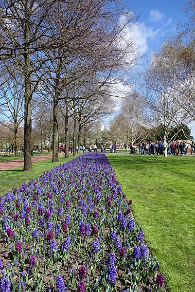 荷蘭 歐洲旅遊｜景點介紹｜庫肯霍夫花園 Keukenhof 鬱金香  目目愛旅行