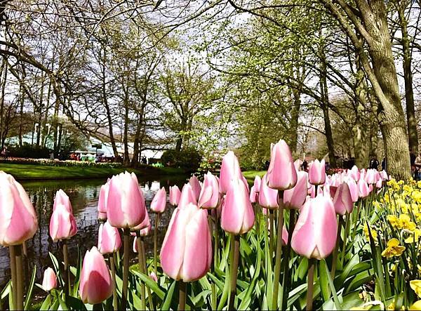 荷蘭 歐洲旅遊｜景點介紹｜庫肯霍夫花園 Keukenhof 鬱金香  目目愛旅行