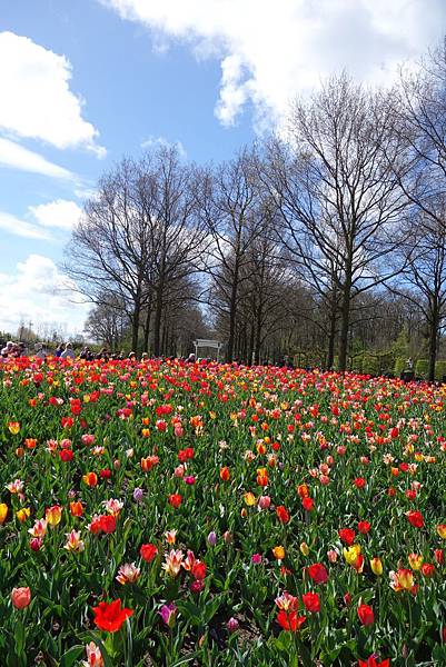 荷蘭 歐洲旅遊｜景點介紹｜庫肯霍夫花園 Keukenhof 鬱金香  目目愛旅行