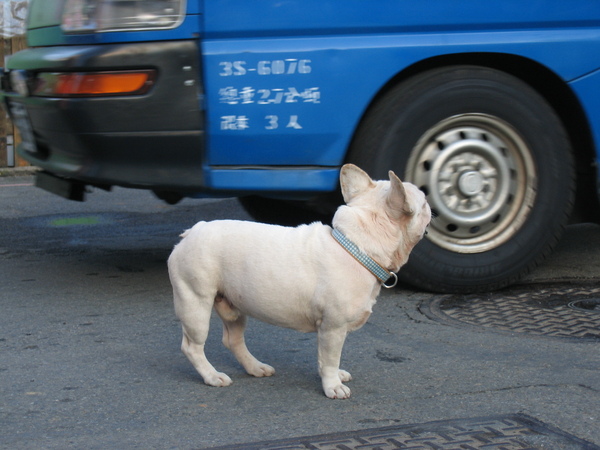 不怕車的狗狗